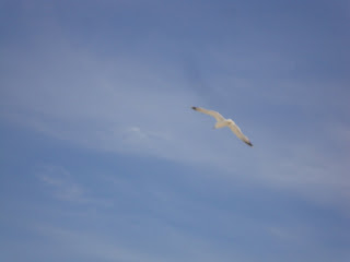 Sea Bird in a blue sky Photo