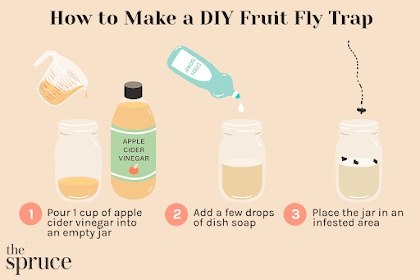 How to catch fruit flies with apple cider vinegar