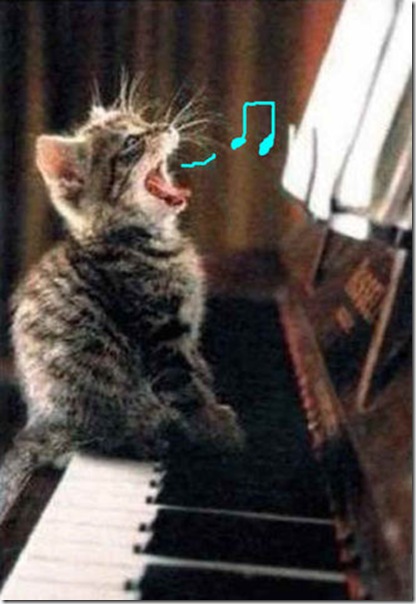 Funny Pictures: Kitty's hobby