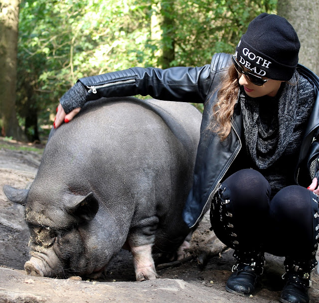 Wildpark Schwarze Berge #Schweineliebe