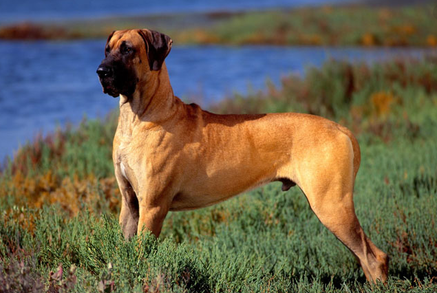 which is best dog breed for families, dog breeds for family, great dane pure breed