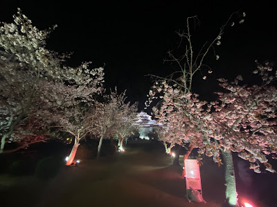 松山城の夜桜