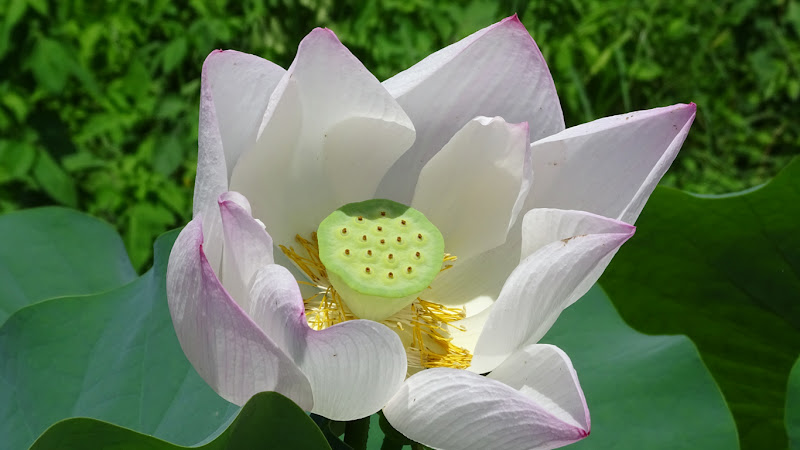 荷花（蓮花）
