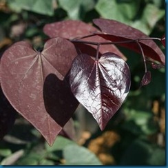 DETA-2395  merlot
