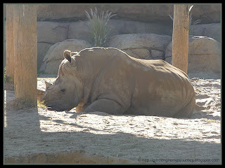 white rhino at Busch Gardens, Tampa, Florida