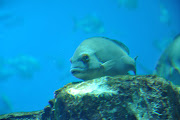Labels: 2011, Aquarium, Atlantis, Dubai, Travel (dsc )