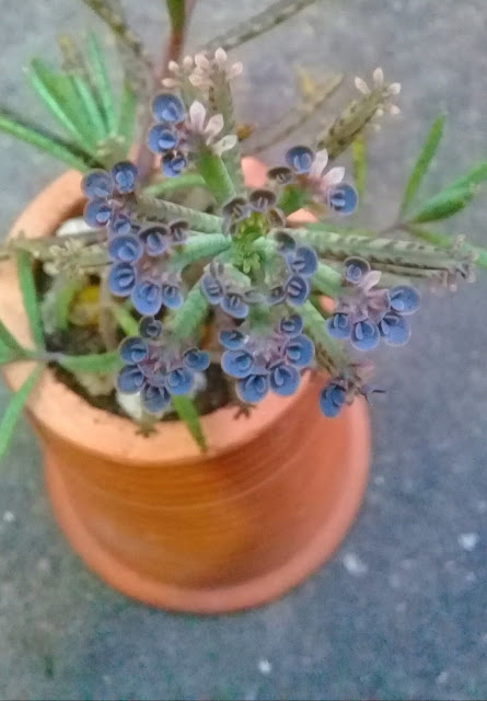 Essa linda suculenta, com essa tonalidade incrivelmente azul, é umas plantas conhecidas como Mãe-de-milhares.