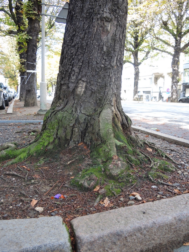 Antwerpen: de Charlottalei: over afscheid van 54 bomen en het wanbeleid rond leefkwaliteit