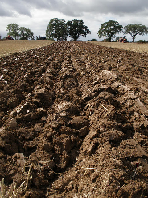 Ploughed field