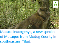 http://sciencythoughts.blogspot.co.uk/2015/04/macaca-leucogenys-new-species-of.html