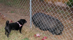 Kozmo and pot belly pig