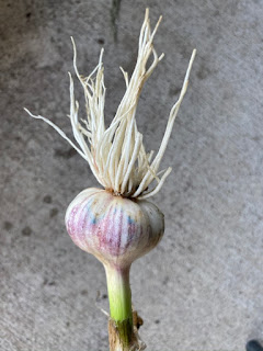 Colorful Garlic