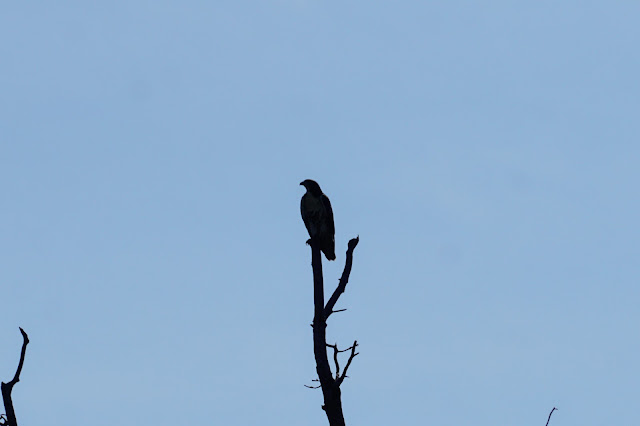 Cooper's Hawk