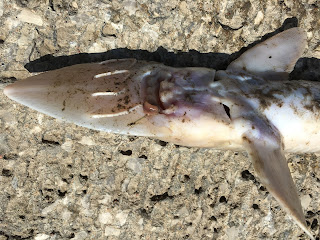 Sturgeon mouth, sturgeon underbelly, close up of sturgeon mouth