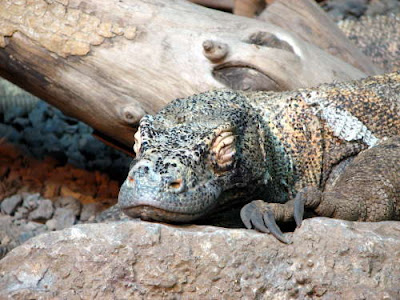 Varanus Komodoensis