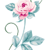 Grátis imagens floral em png