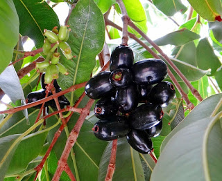 Indian Blackberry Tree