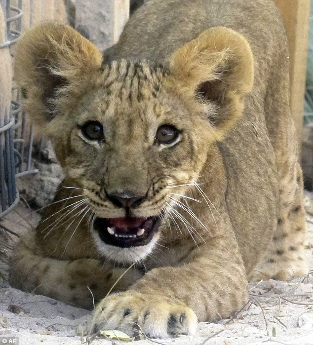 Knowsley Safari Park Dead Animals. Trafficked animals are