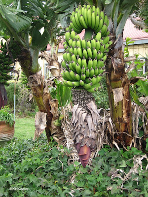 banana plant