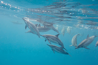 http://www.tropicallight.com/water/dolphins/26nov18dolphins/26nov18dolphins.html