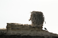 Osprey near its nest on a tiny island near Abu Dhabi City – June 4, 2014 – Sjahanmi