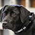 CIA Sacks Bomb-Sniffing Dog, Lulu