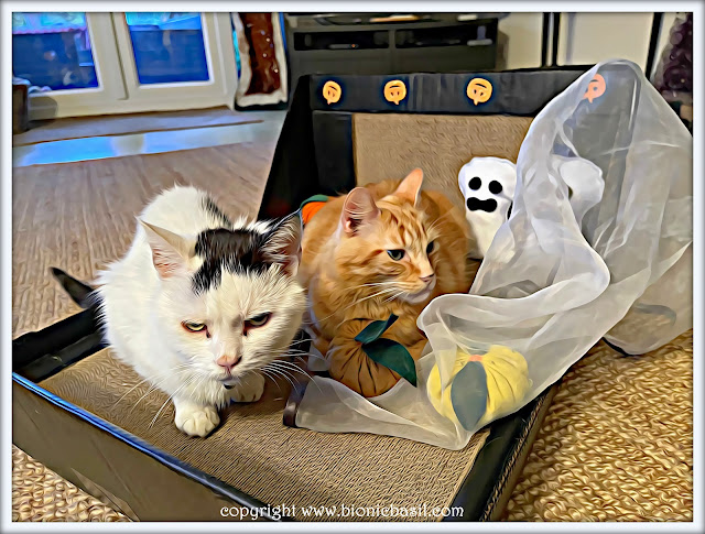 Crafting with Cats - Halloween 2023 ©BionicBasil® The Two in One Cat Scratcher - Horizontal with Smooch and Fudge