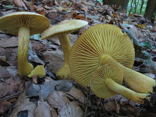 Tricoloma azufrado, seta azufrada - Tricholoma sulphureum