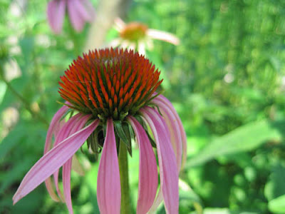 Cone Flower photo by mbgphoto