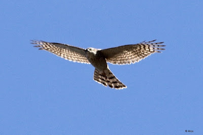 "Eurasian Sparrowhawk, scanning for prey from above."