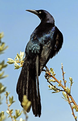 Aves de El Salvador