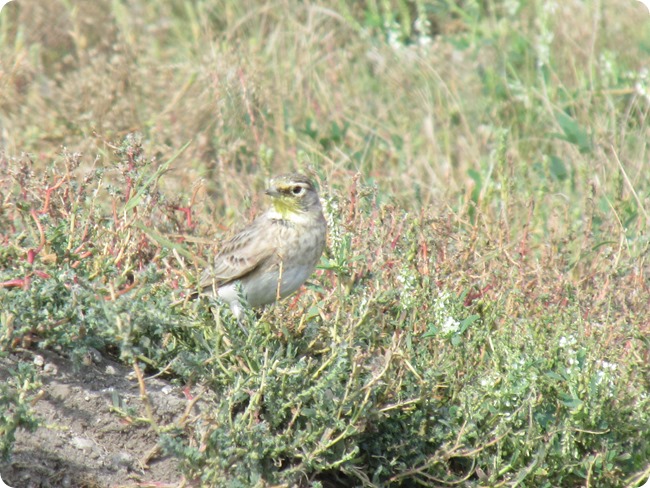 IMG_1081 Horned Lark Bird (6)