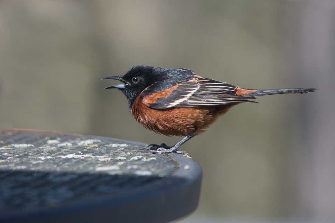 male orchard oriole