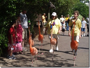 Then the flamingos came past