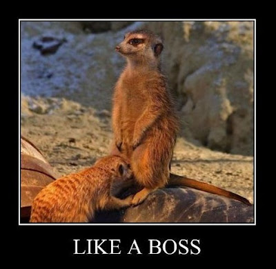 like a boss meerkat