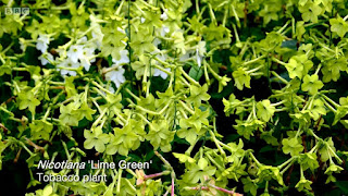 Nicotiana 'Lime Green'