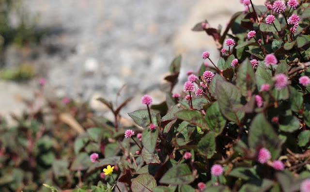 Persicaria Capitata Flowers Pictures