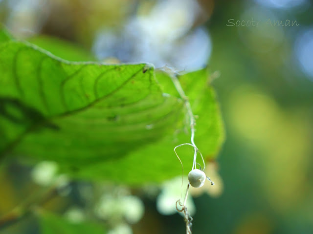 Neoachmandra japonica