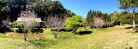 Cerejeira Templo Kinkaku-ji em Itapecerica da Serra