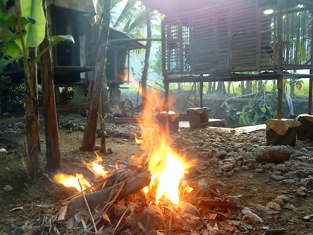 ternak ayam telur organik