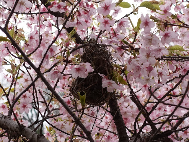別所川渓流植物園　カワヅザクラ（河津桜）　鳥の巣