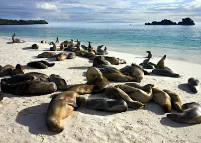 Galapagos