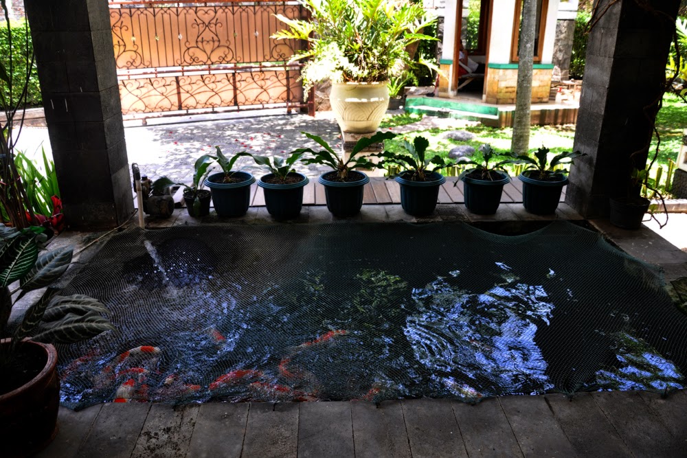 Desain Kolam Ikan Rumah Minimalis Di Depan Rumah  Rumah Minimalis Sederhana