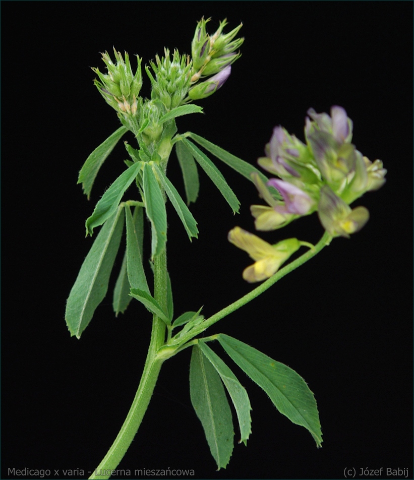  Medicago x varia ( Medicago sativa L. nothosubsp. varia ) - Lucerna mieszańcowa, lucerna pośrednia liście