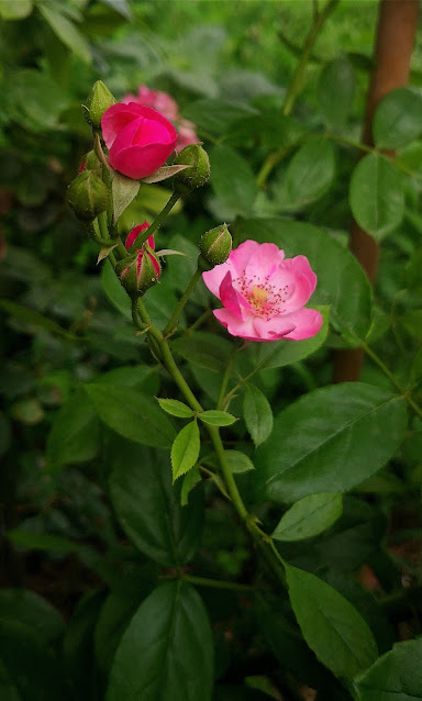 6Flowers photography skill tips，18 rose flower in the sunshine pictures