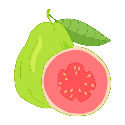 A Pencil Sketch and Free Cartoon Images of Guava