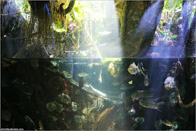 Exhibición del Río Amazonas en el Acuario de Boston