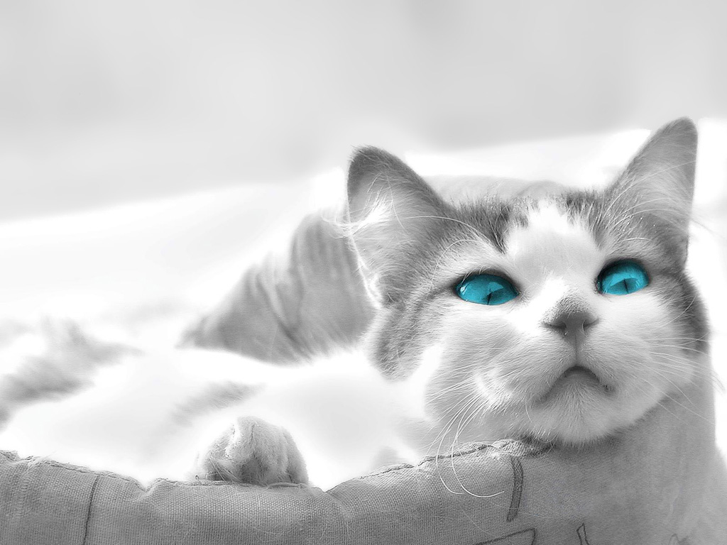 Gambar Kucing Persia Lucu  dan  Imut 