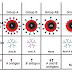 Melihat Sifat Seseorang Dari Golongan Darah