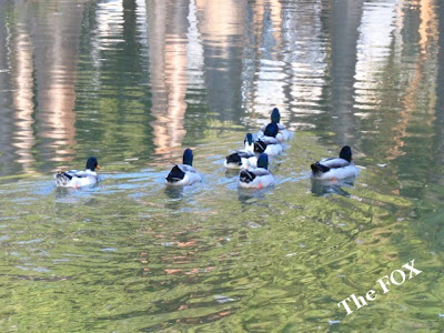 巴克禮公園